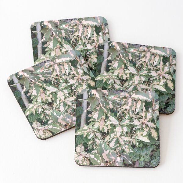 Item preview, Variegated Acalypha with pink and cream-colored leaves designed and sold by PhuongVoArt.