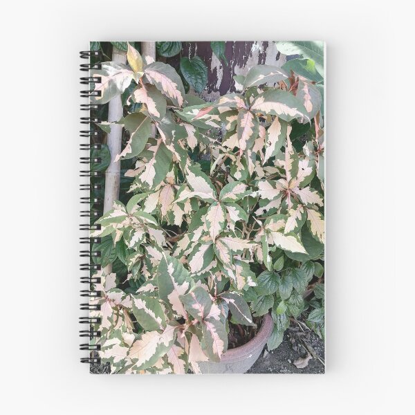Item preview, Variegated Acalypha with pink and cream-colored leaves designed and sold by PhuongVoArt.