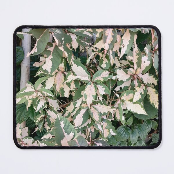 Item preview, Variegated Acalypha with pink and cream-colored leaves designed and sold by PhuongVoArt.