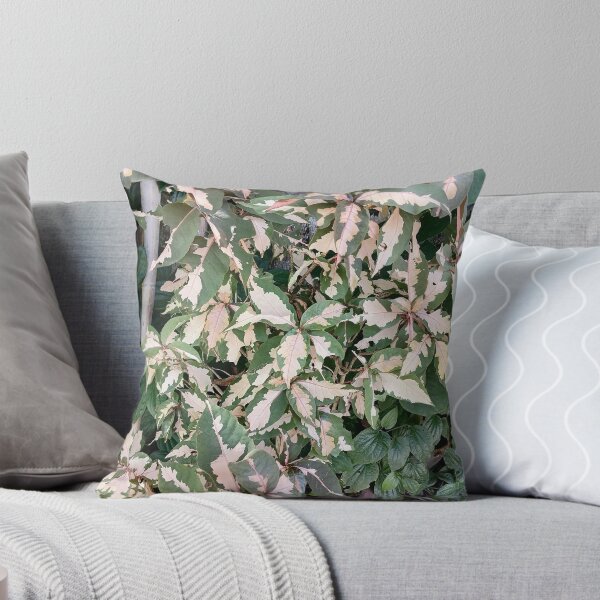 Item preview, Variegated Acalypha with pink and cream-colored leaves designed and sold by PhuongVoArt.