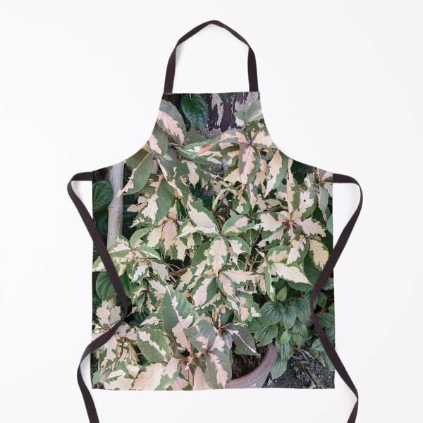 Item preview, Variegated Acalypha with pink and cream-colored leaves designed and sold by PhuongVoArt.