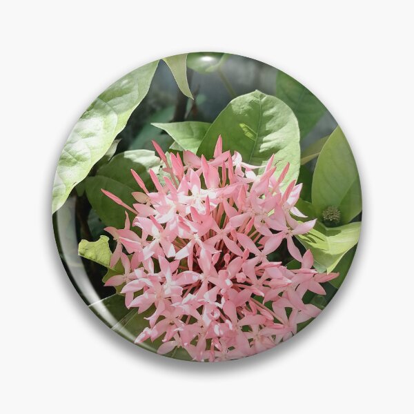 Item preview, Pink Ixora flowers in the tropical garden designed and sold by PhuongVoArt.