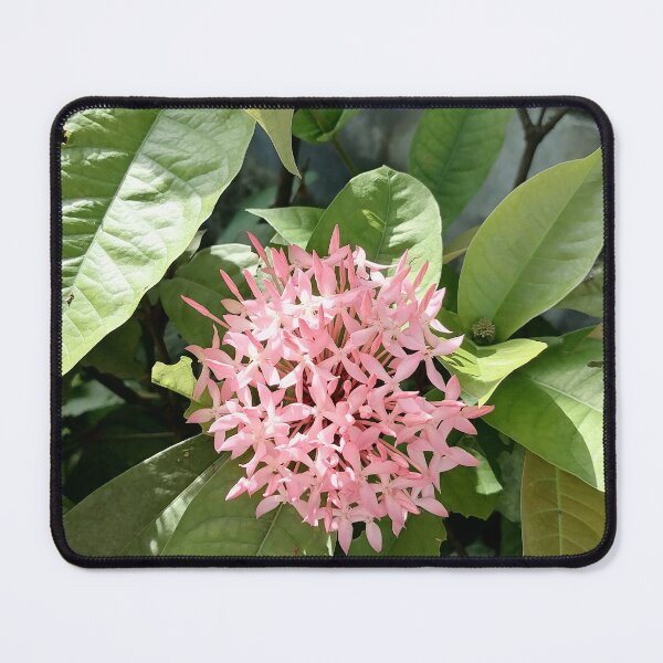 Item preview, Pink Ixora flowers in the tropical garden designed and sold by PhuongVoArt.