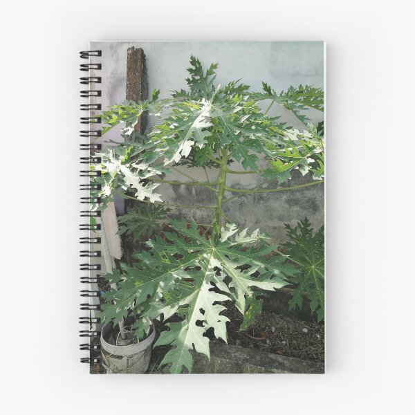 Item preview, Large green papaya leaves in the tropical garden designed and sold by PhuongVoArt.