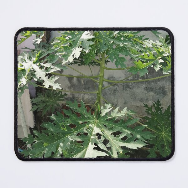 Item preview, Large green papaya leaves in the tropical garden designed and sold by PhuongVoArt.