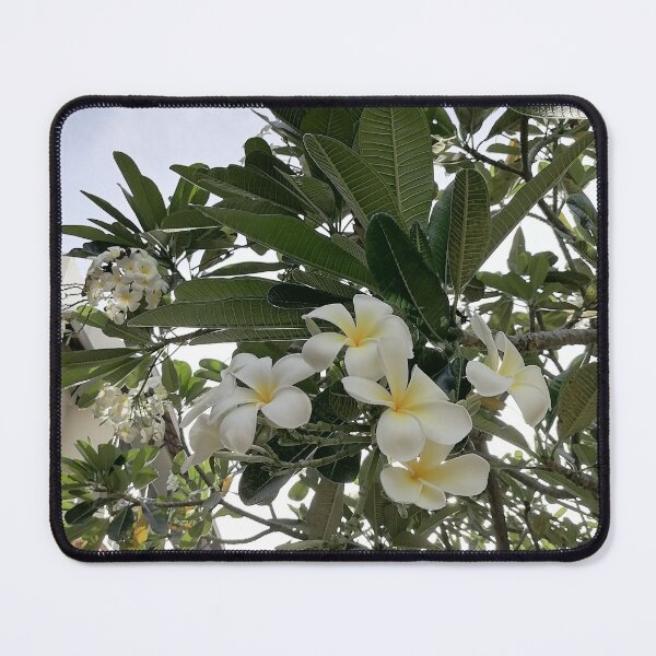 Item preview, White frangipani blossoms on a tropical tree designed and sold by PhuongVoArt.