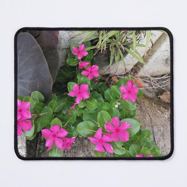 Item preview, Pink periwinkle flowers in a tropical garden designed and sold by PhuongVoArt.