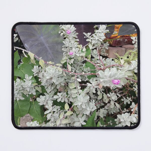 Item preview, Silver-leaved ornamental plant with pink flowers designed and sold by PhuongVoArt.