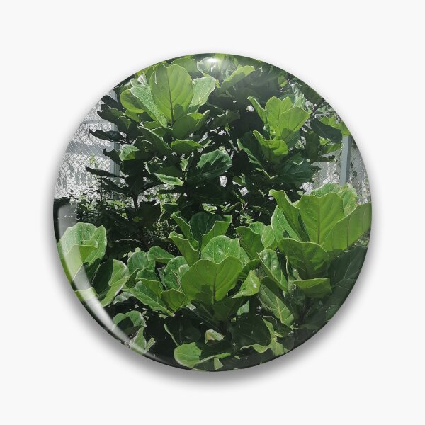 Item preview, Fiddle-leaf fig with large green leaves in the garden designed and sold by PhuongVoArt.