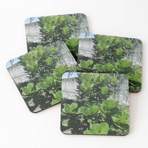 Item preview, Fiddle-leaf fig with large green leaves in the garden designed and sold by PhuongVoArt.