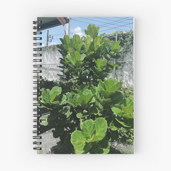 Item preview, Fiddle-leaf fig with large green leaves in the garden designed and sold by PhuongVoArt.