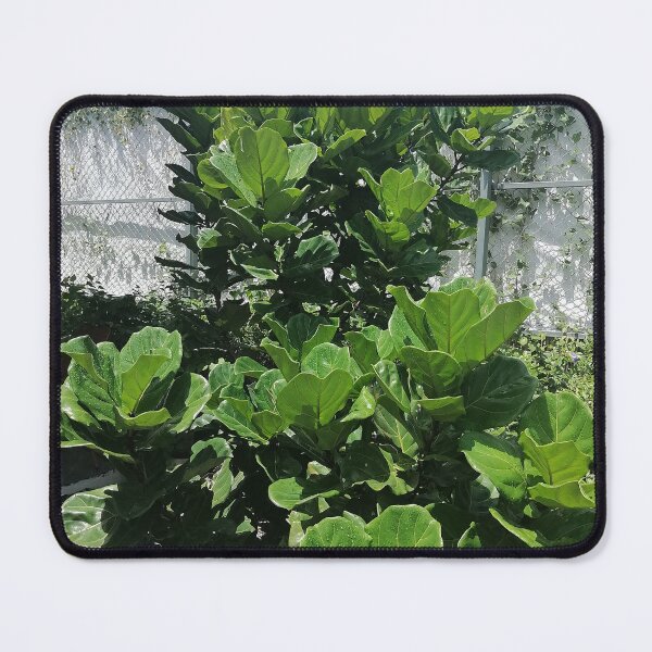 Item preview, Fiddle-leaf fig with large green leaves in the garden designed and sold by PhuongVoArt.