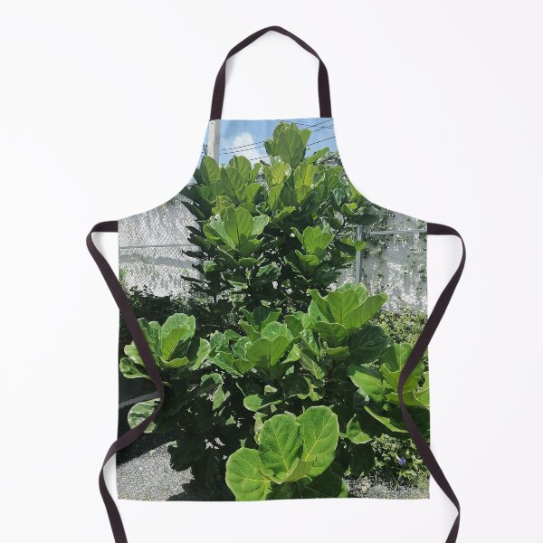 Item preview, Fiddle-leaf fig with large green leaves in the garden designed and sold by PhuongVoArt.