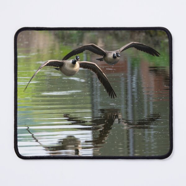 Item preview, Two geese flying  designed and sold by Stephen Jarman.