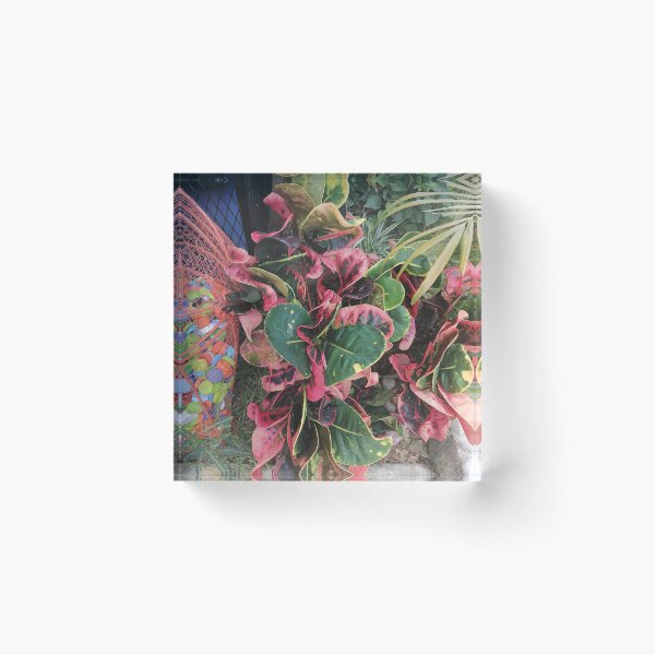 Item preview, Variegated croton with red, pink and green leaves designed and sold by PhuongVoArt.