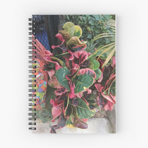 Item preview, Variegated croton with red, pink and green leaves designed and sold by PhuongVoArt.