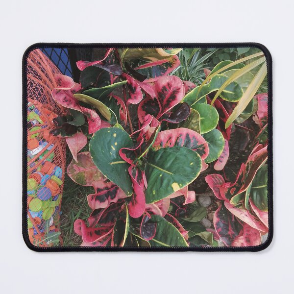Item preview, Variegated croton with red, pink and green leaves designed and sold by PhuongVoArt.