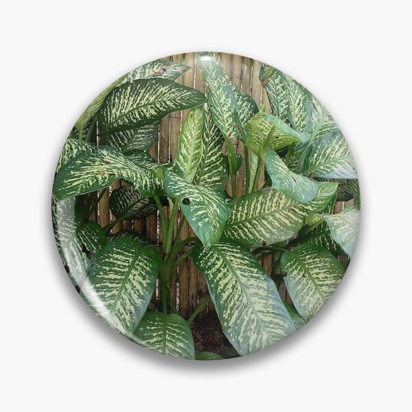Item preview, Dieffenbachia with decoratively variegated leaves designed and sold by PhuongVoArt.