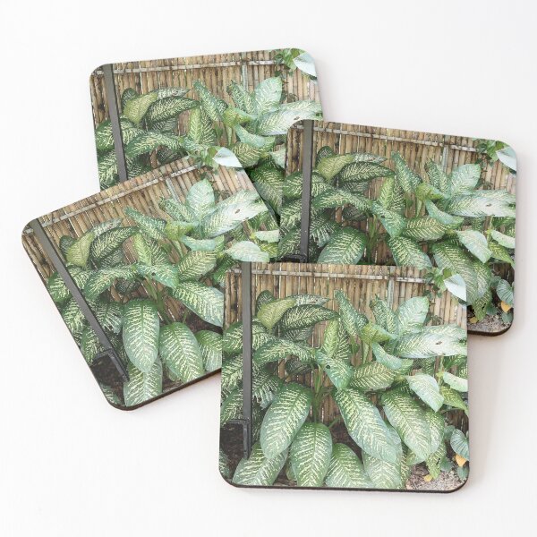 Item preview, Dieffenbachia with decoratively variegated leaves designed and sold by PhuongVoArt.