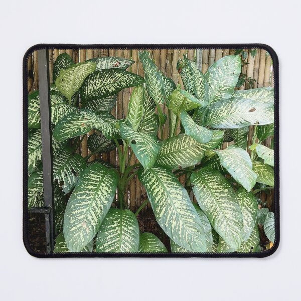 Item preview, Dieffenbachia with decoratively variegated leaves designed and sold by PhuongVoArt.