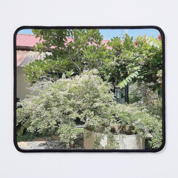 Item preview, Bonsai with lush green foliage in a tropical garden designed and sold by PhuongVoArt.