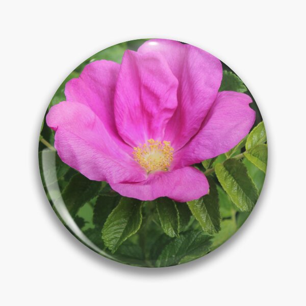 Item preview, Wild pink rugosa rose - English garden botanical flower photography designed and sold by Cha-s-lens.