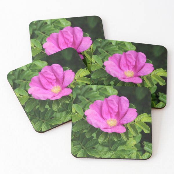 Item preview, Wild pink rugosa rose - English garden botanical flower photography designed and sold by Cha-s-lens.