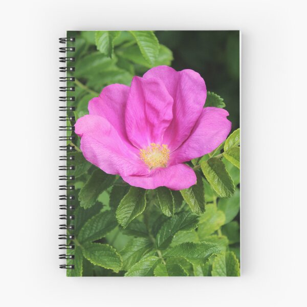 Item preview, Wild pink rugosa rose - English garden botanical flower photography designed and sold by Cha-s-lens.