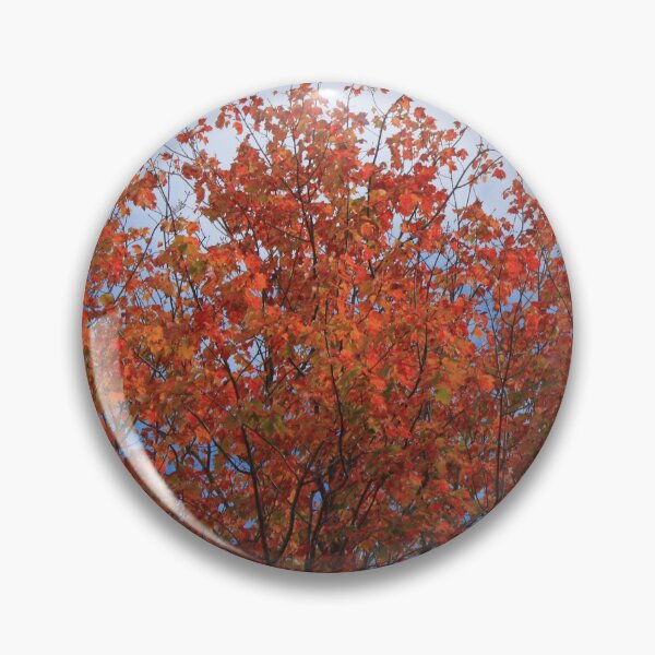 Item preview, Fall red maple trees against blue sky. designed and sold by naturematters.