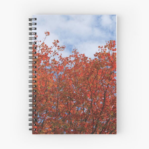 Item preview, Fall red maple trees against blue sky. designed and sold by naturematters.