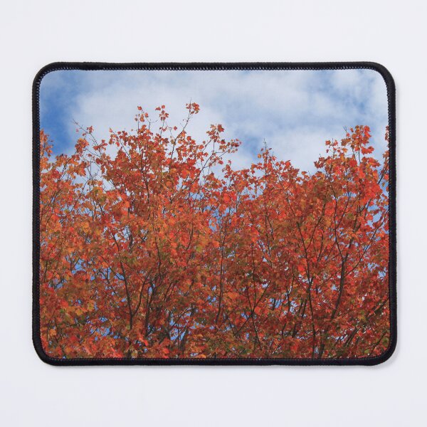 Item preview, Fall red maple trees against blue sky. designed and sold by naturematters.