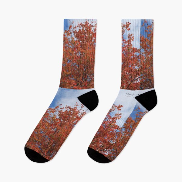 Item preview, Fall red maple trees against blue sky. designed and sold by naturematters.