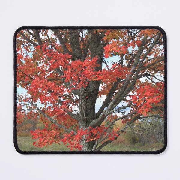 Item preview, Fall red maple trees in the field designed and sold by naturematters.