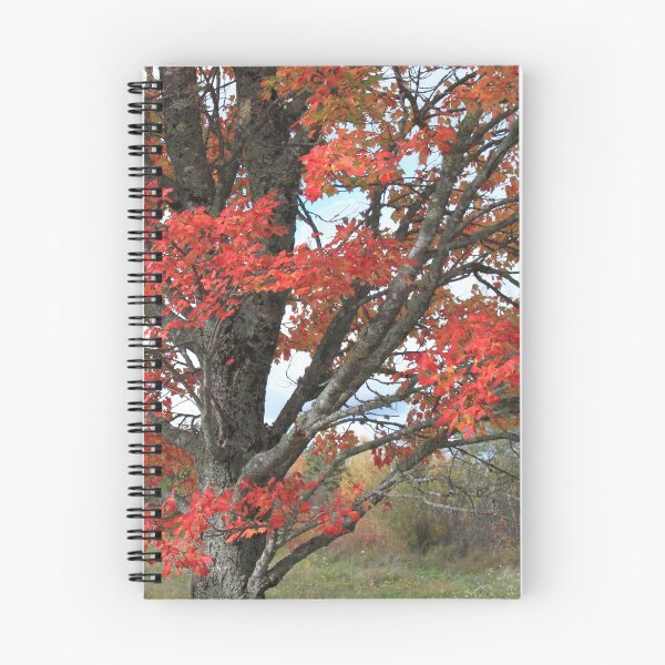 Item preview,  Fall red maple trees in the field designed and sold by naturematters.