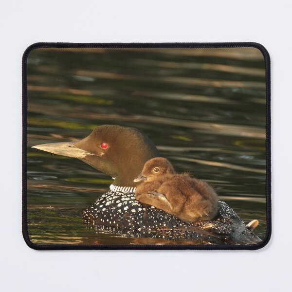 Item preview, Common Loon and Chick Wildlife Photography designed and sold by locustgirl.