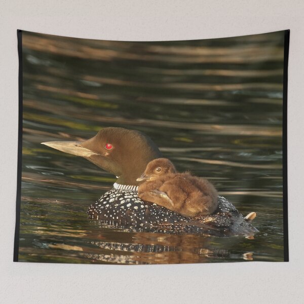 Item preview, Common Loon and Chick Wildlife Photography designed and sold by locustgirl.