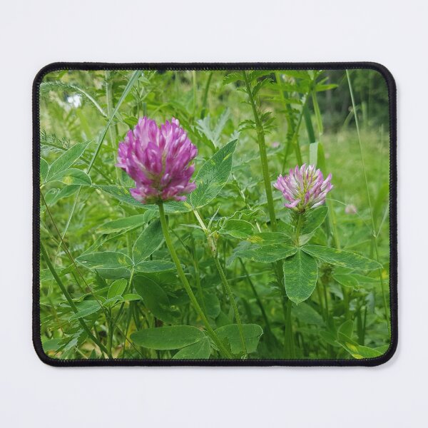 Item preview, Trifolium pratense, common name red clover, beautiful pink flowers designed and sold by LinkFamilyStore.