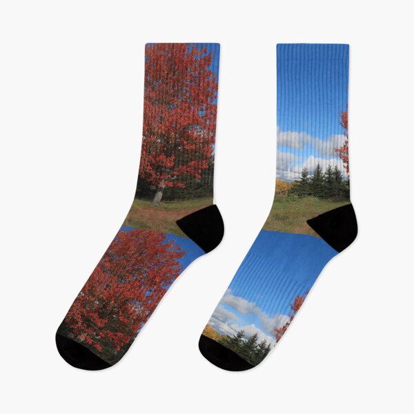 Item preview, Stunning fall red maple trees in the field, under the blue sky  designed and sold by naturematters.