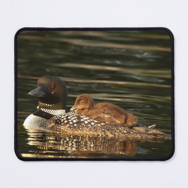 Item preview, Common Loon Mother and Baby on Lake designed and sold by locustgirl.