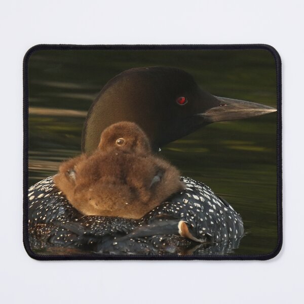 Item preview, Common Loon and Baby Chick Lake Photography designed and sold by locustgirl.
