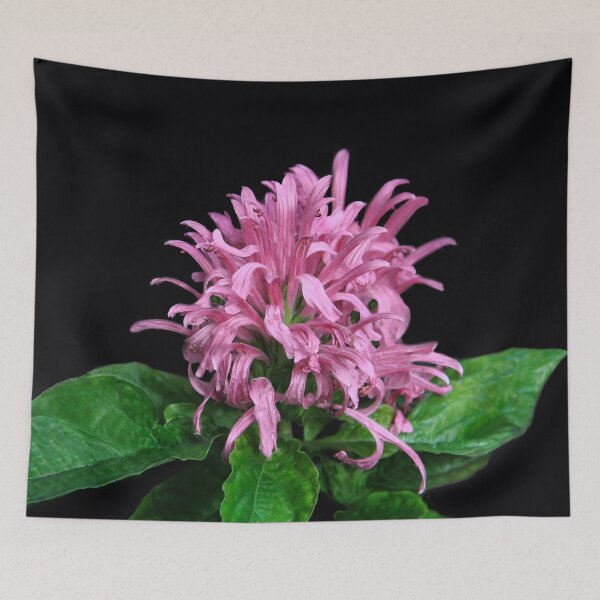 Item preview, Nature's Magnificent Creation designed and sold by heatherfriedman.