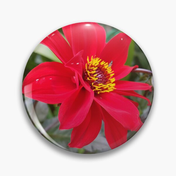 Item preview, Red flower of Dahlia designed and sold by LinkFamilyStore.