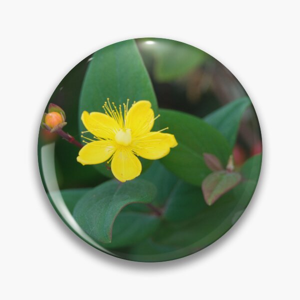 Item preview, St John’s Wort 1 designed and sold by RustyKiester.