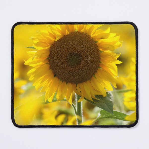 Item preview, Golden Sunflower in Summer Sunshine Photography designed and sold by locustgirl.