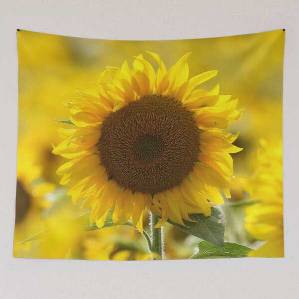 Item preview, Golden Sunflower in Summer Sunshine Photography designed and sold by locustgirl.