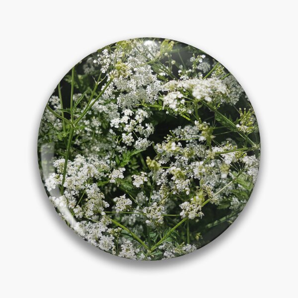 Item preview, Anthriscus sylvestris, foto de perifollo salvaje designed and sold by LinkFamilyStore.
