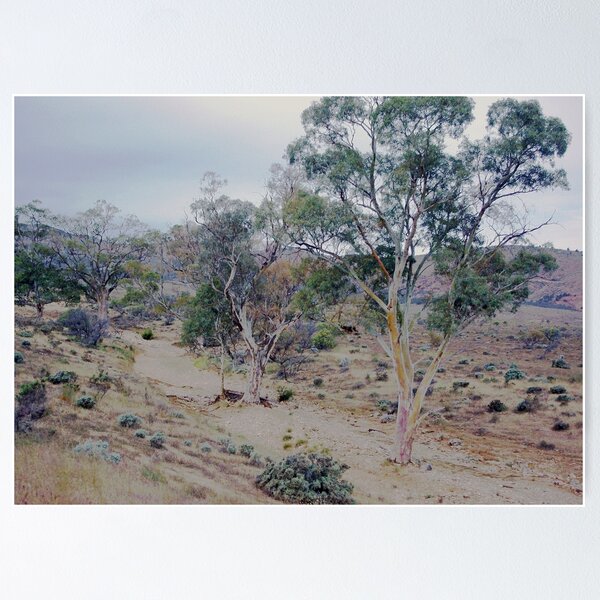 Item preview, Dry creek bed, Flinders Ranges designed and sold by imaginethis.