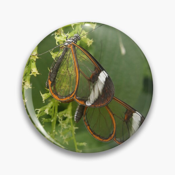 Item preview, Glasswing Butterfly on Green Floral Tendrils designed and sold by Astute-Artio-Photography.