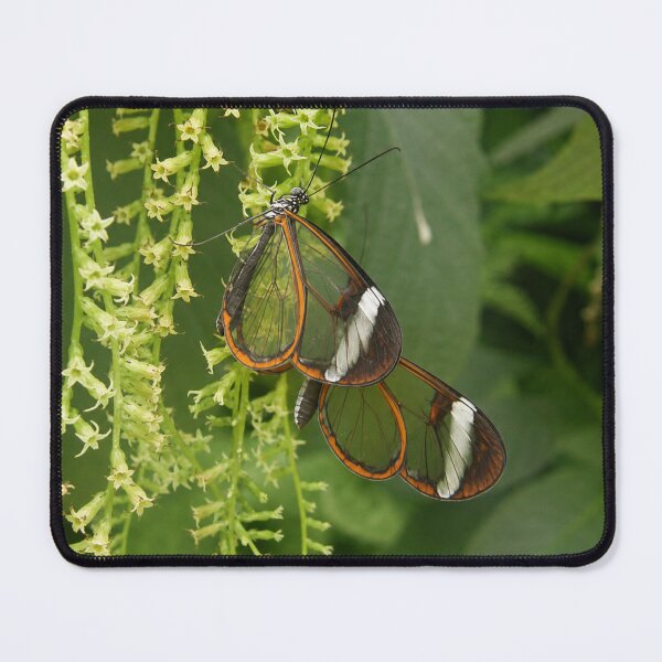 Item preview, Glasswing Butterfly on Green Floral Tendrils designed and sold by Astute-Artio-Photography.