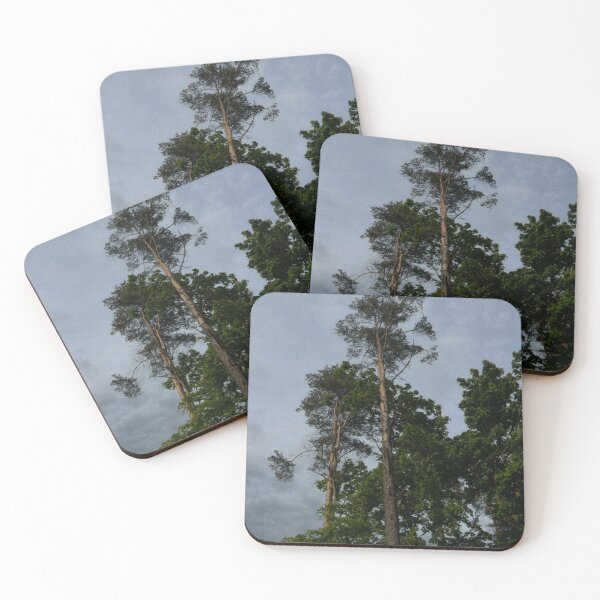 Item preview, looking up at trees and a grey sky (edinburgh, scotland) (may 2026) designed and sold by photosbykel.